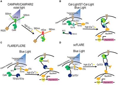 Exploring the memory: existing activity-dependent tools to tag and manipulate engram cells